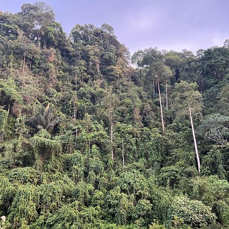 Ridho'S Homestay & Jungle Trekking Букіт-Лаванґ Екстер'єр фото