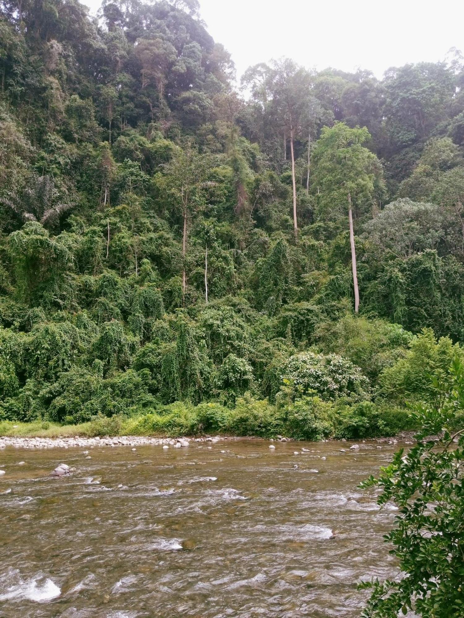 Ridho'S Homestay & Jungle Trekking Букіт-Лаванґ Екстер'єр фото