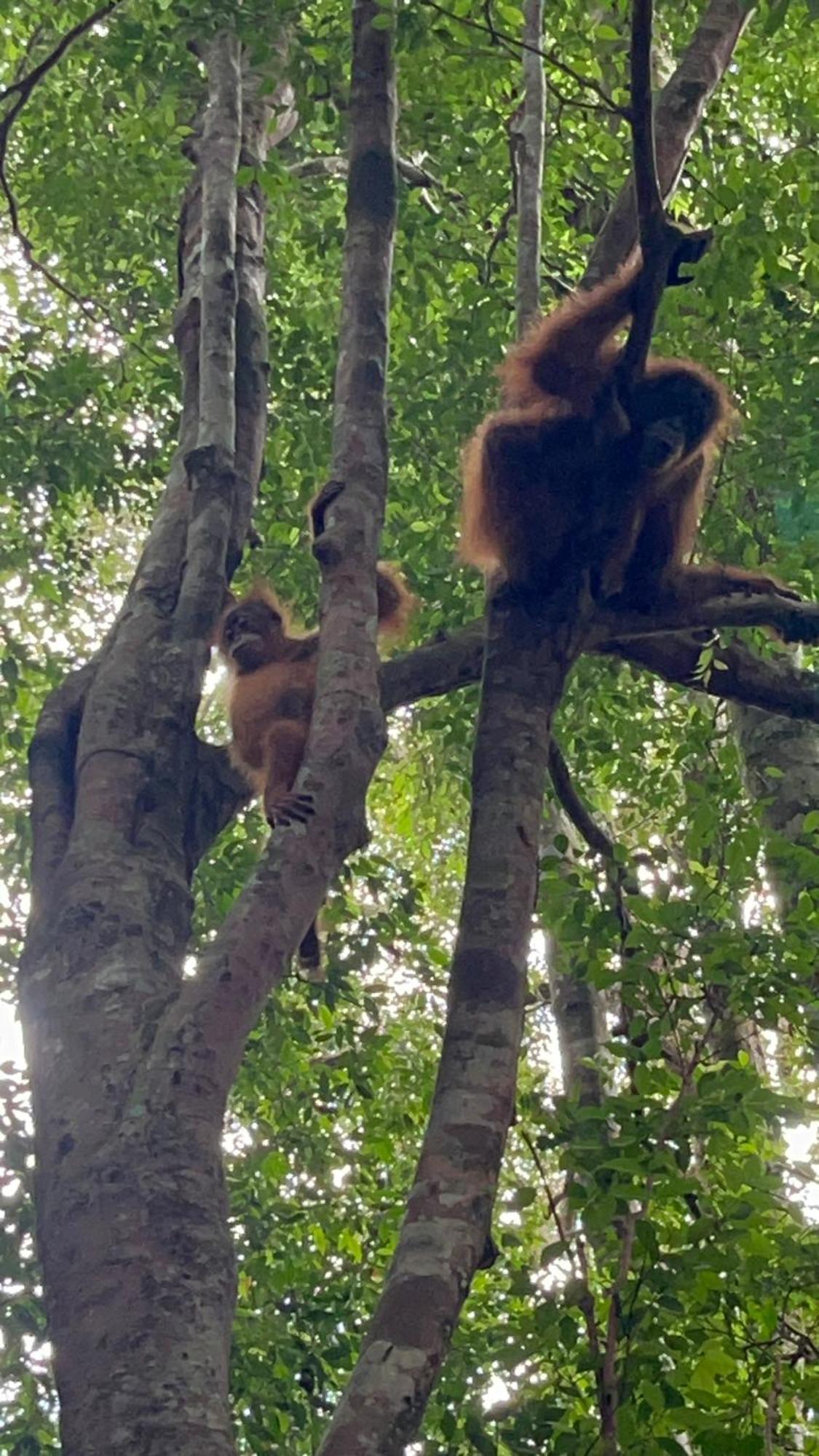 Ridho'S Homestay & Jungle Trekking Букіт-Лаванґ Екстер'єр фото