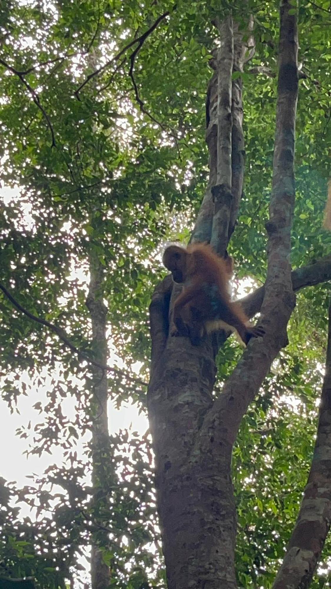 Ridho'S Homestay & Jungle Trekking Букіт-Лаванґ Екстер'єр фото