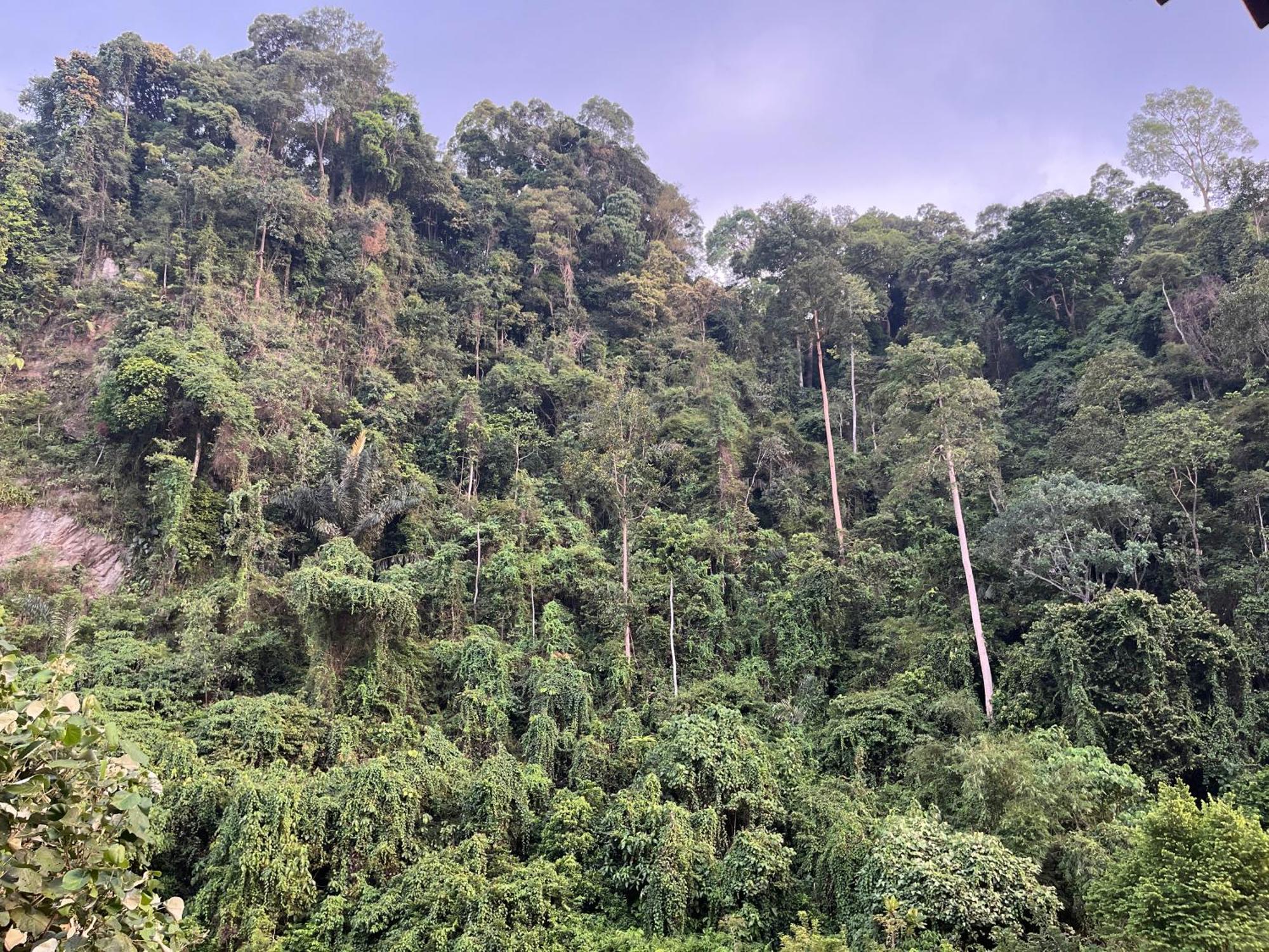 Ridho'S Homestay & Jungle Trekking Букіт-Лаванґ Екстер'єр фото